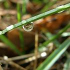 miroir d'eau ou goutte miroitante?