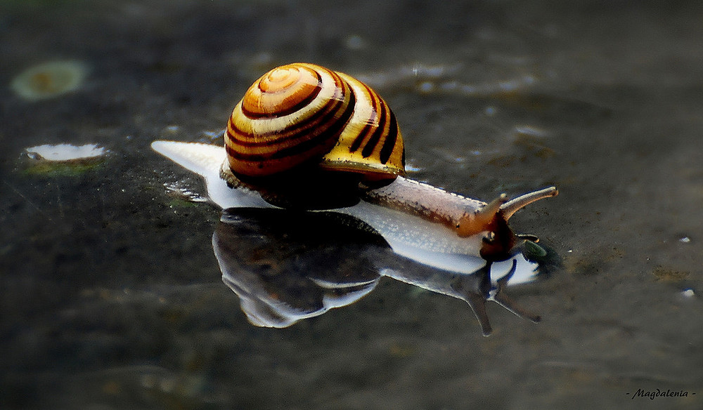 "Miroir d'escargot"