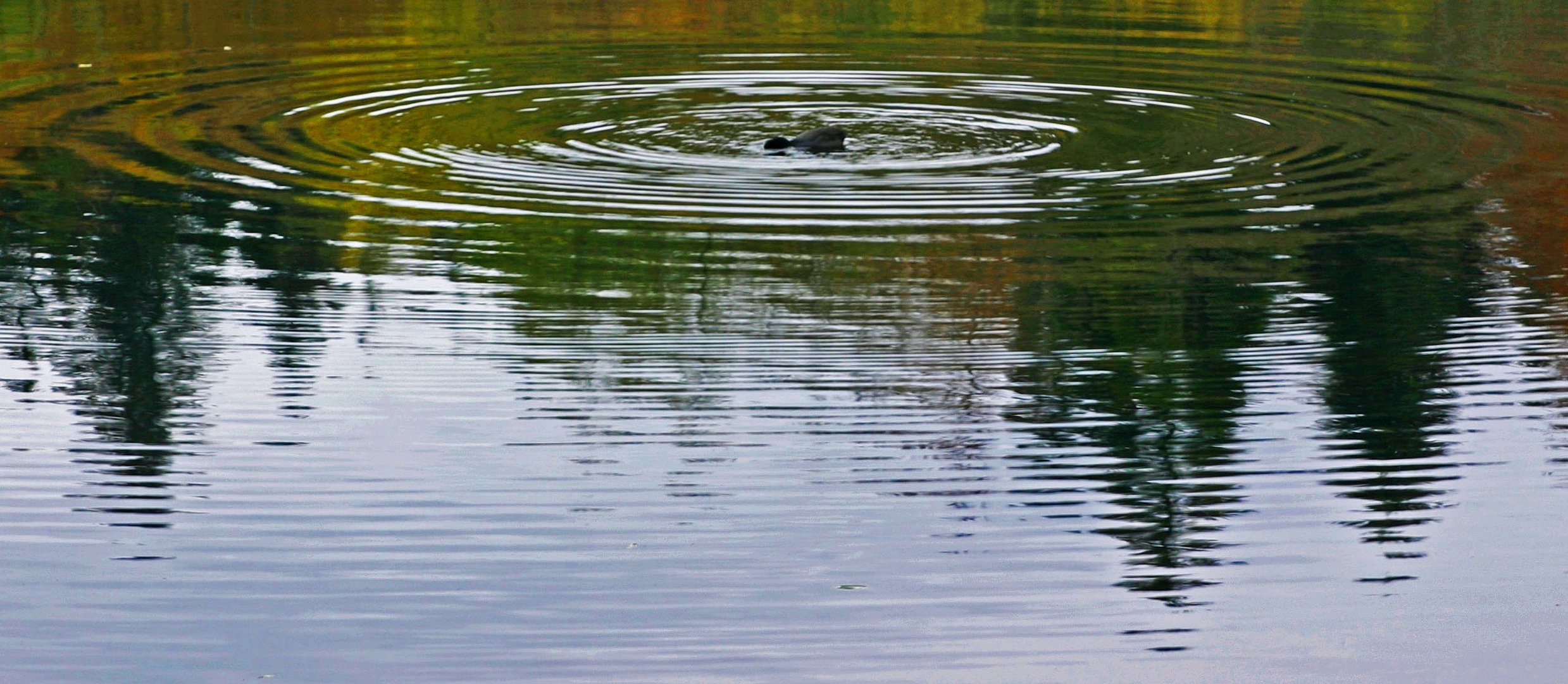 MIROIR ET PLONGEON CONCENTRIQUE