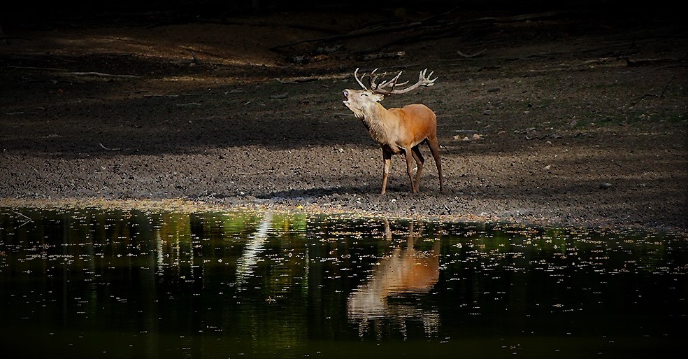 ...Miroir, mon beau miroir...;)