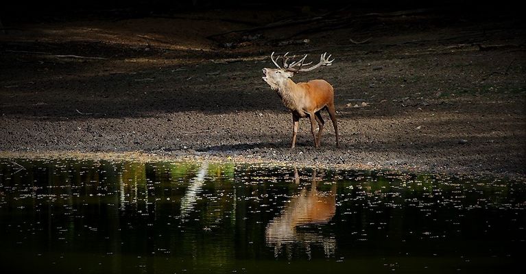 ...Miroir, mon beau miroir...;)