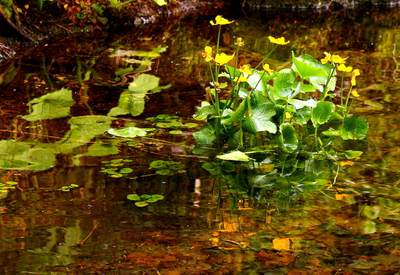 Miroir ô Miroir...