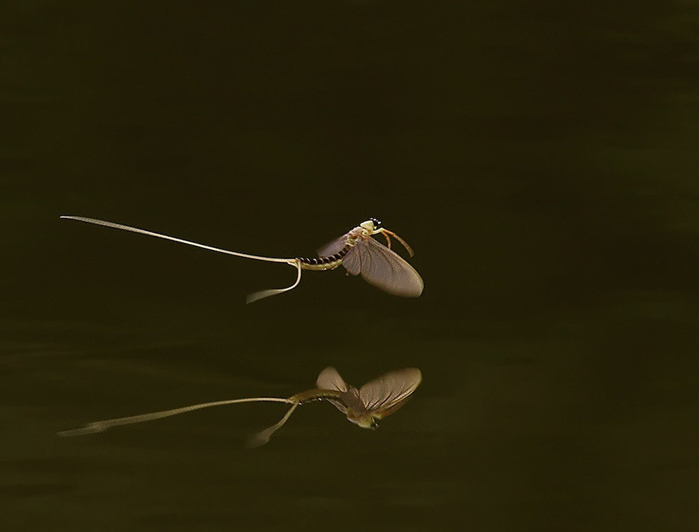 Mirorred (Flying Mayfly Over The River Tisza in Hungary)
