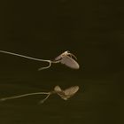 Mirorred (Flying Mayfly Over The River Tisza in Hungary)