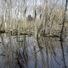 Mirroir des arbres qui s'abreuvent ...