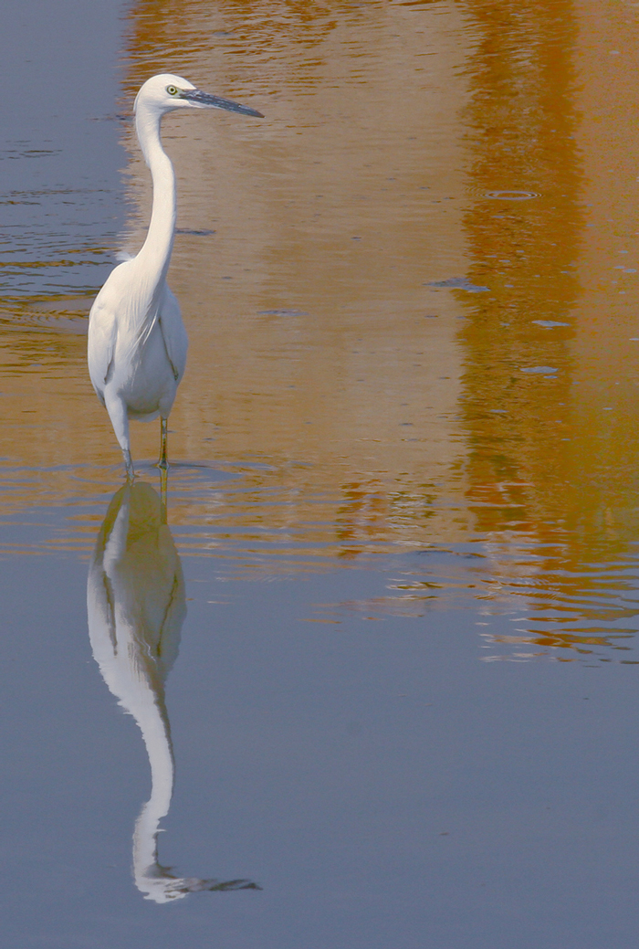 Mirror