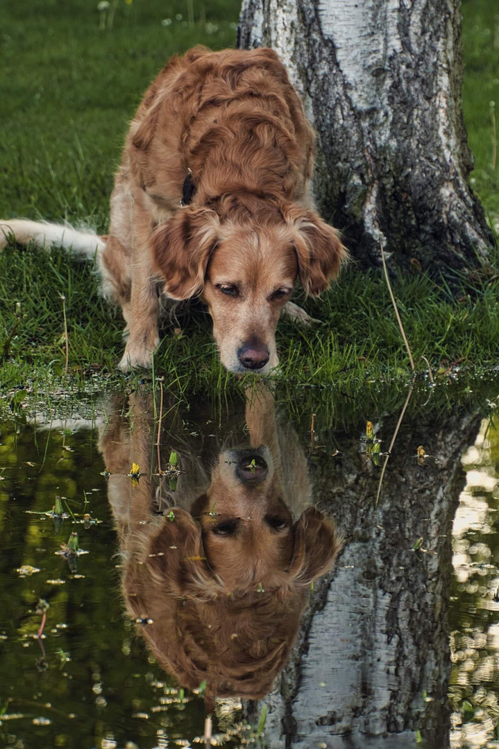 Mirror