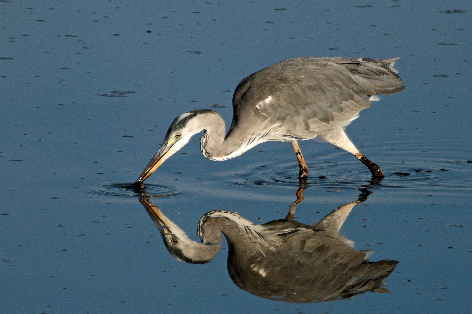 Mirror for a Heron