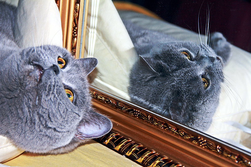 mirror image