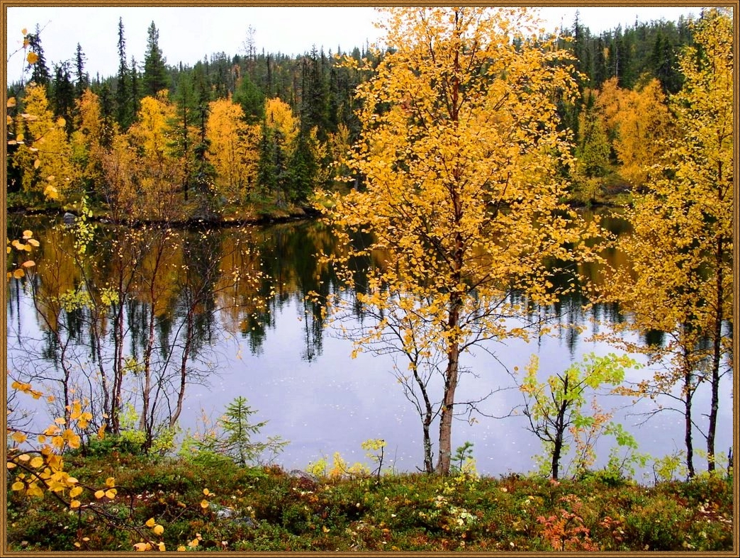 Mirror in forest