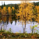 Mirror in forest