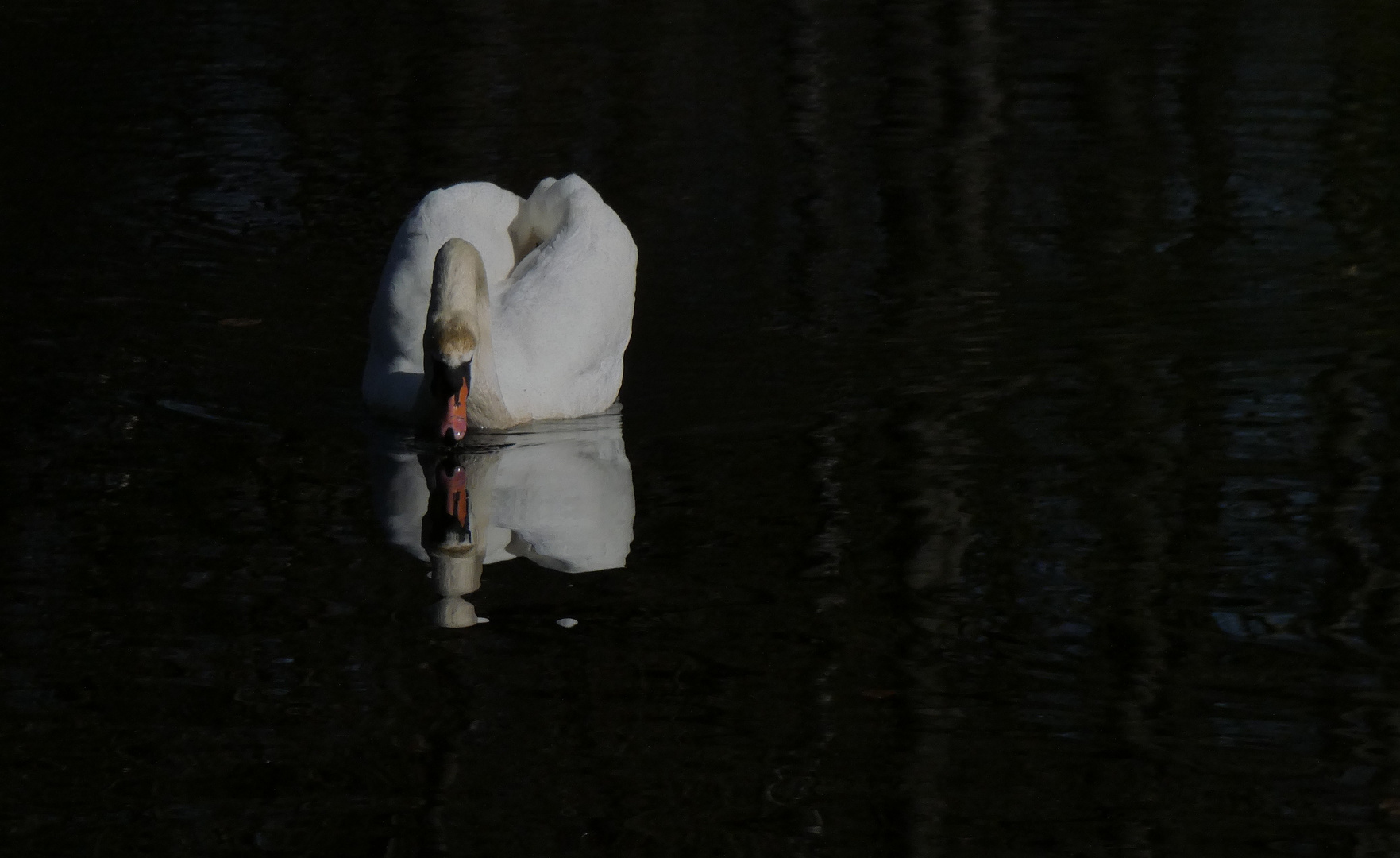 Mirror, mirror in the pond...