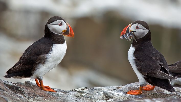 Mirror, Mirror on the wall...