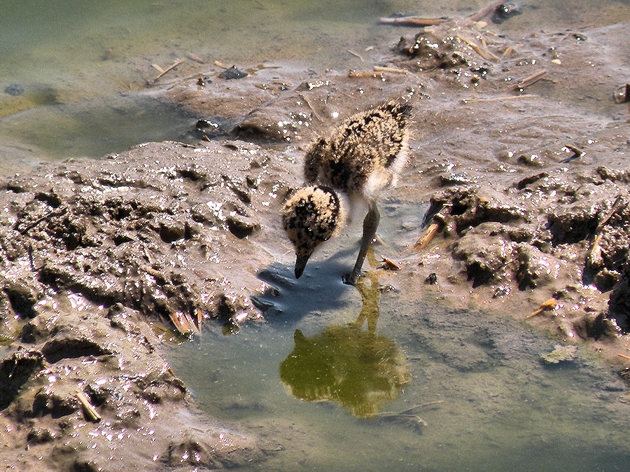 Mirror Mirror on the wall ( well puddle...) who is the fairest of them all