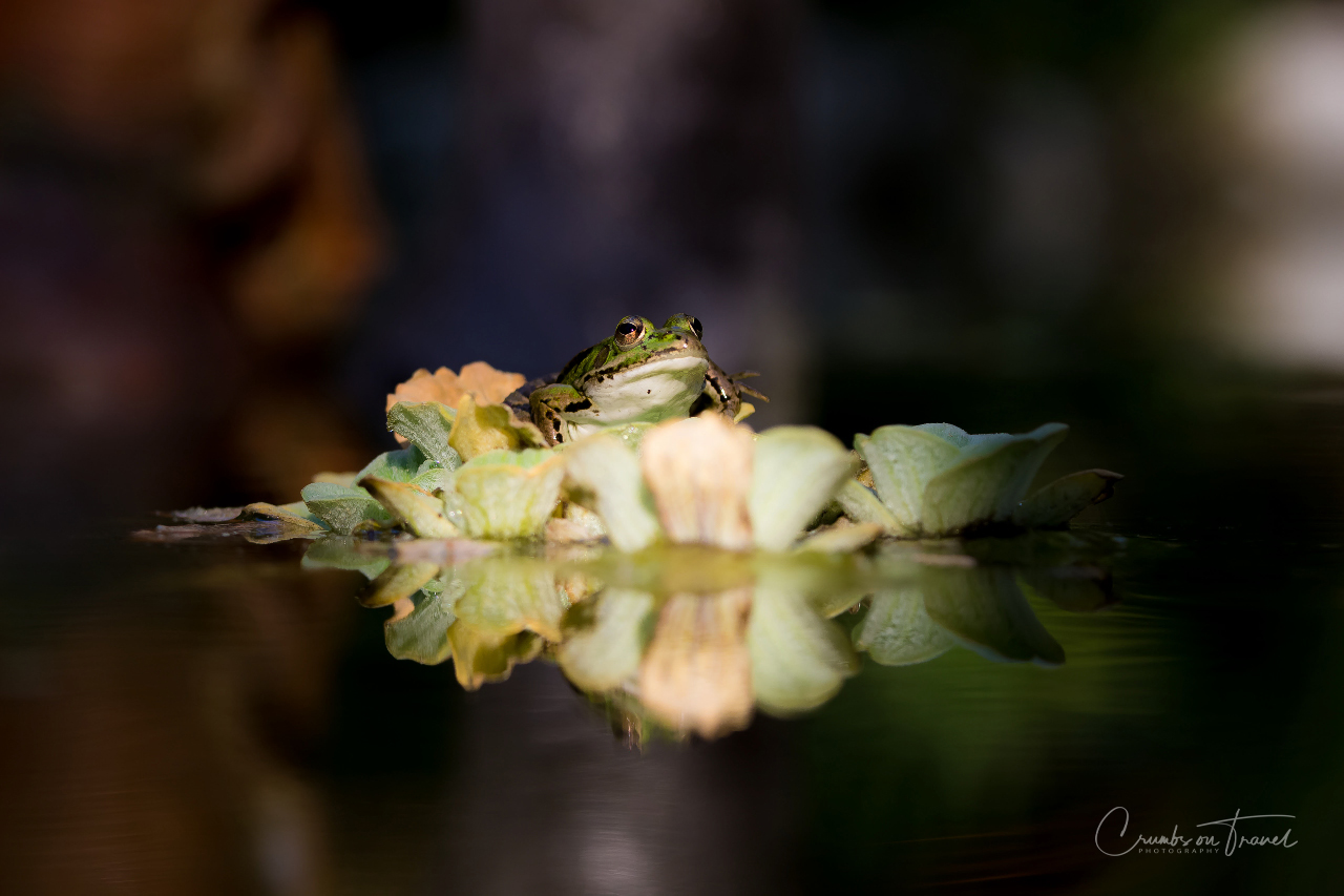 Mirror mirror, who is the prince in the pond?