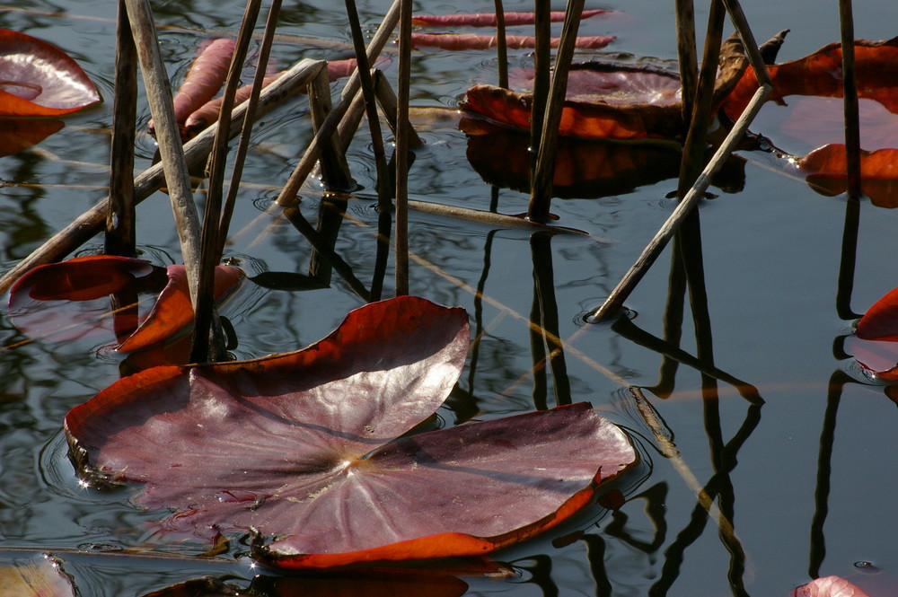 Mirror of spring...