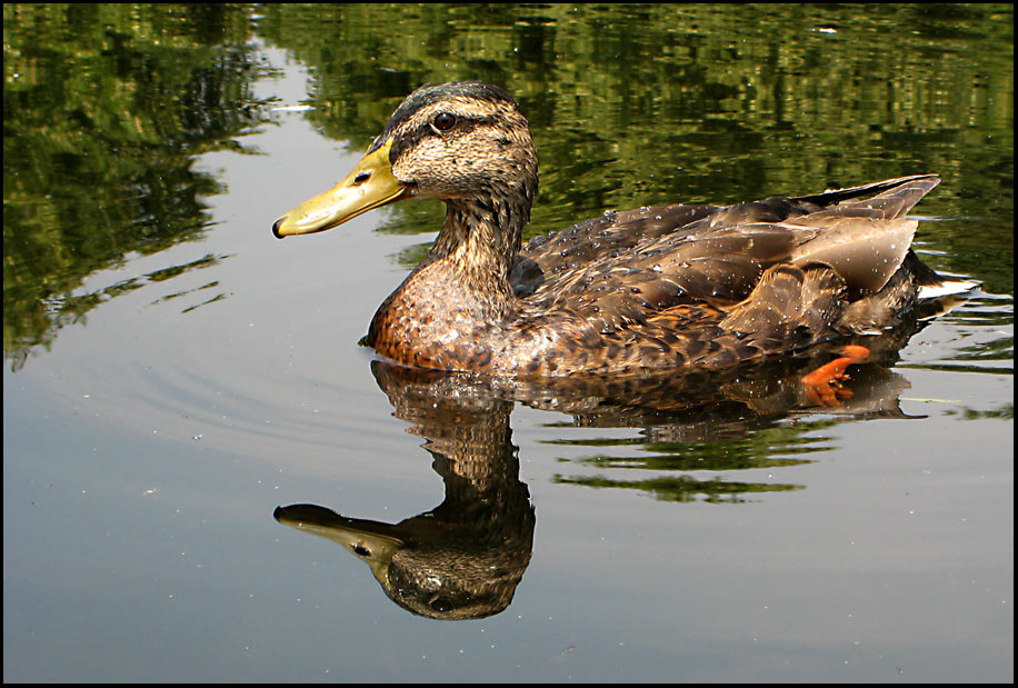 mirror of water