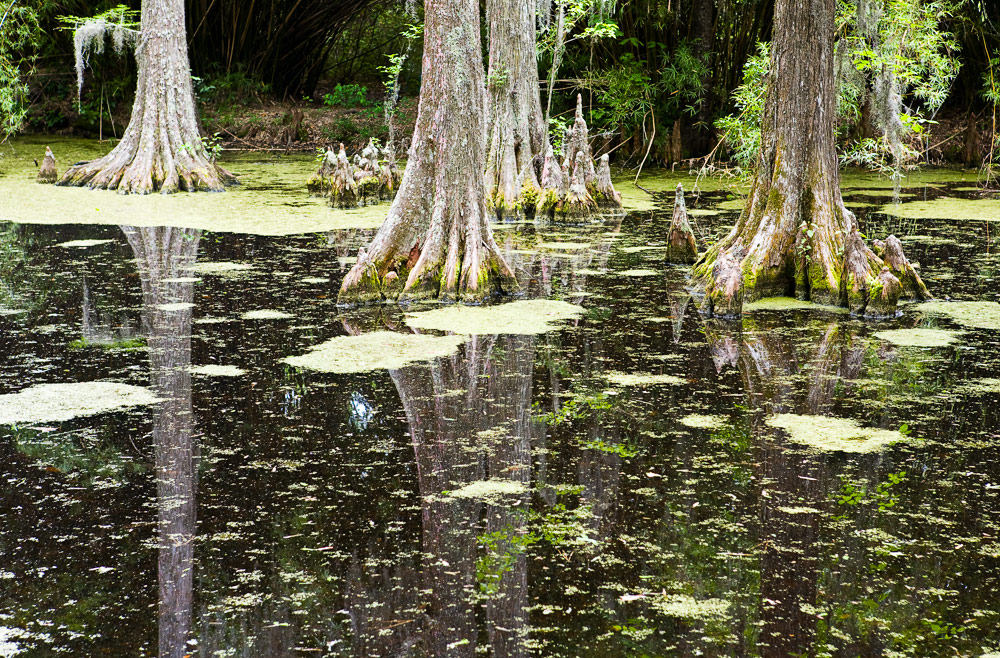 Mirror Swamp