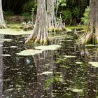 Mirror Swamp