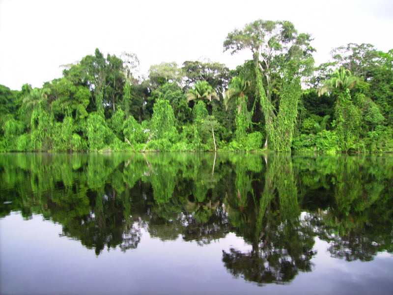 mirror trees