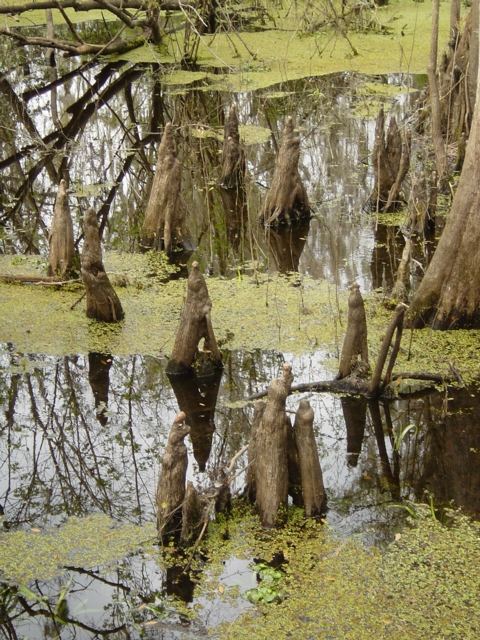 Mirror Worlds - Florida Swamp