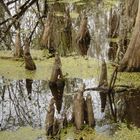 Mirror Worlds - Florida Swamp