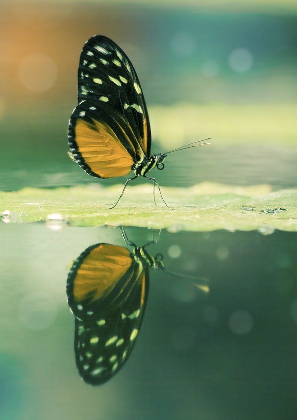 Mirrored butterfly