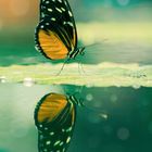 Mirrored butterfly