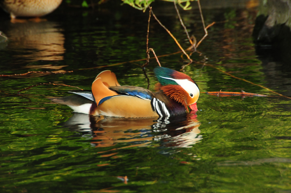 mirrored duck