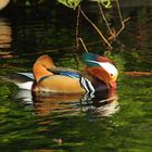 mirrored duck