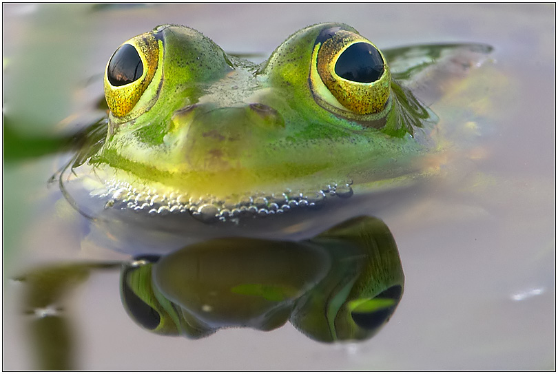 mirrored frog.....