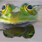 mirrored frog.....