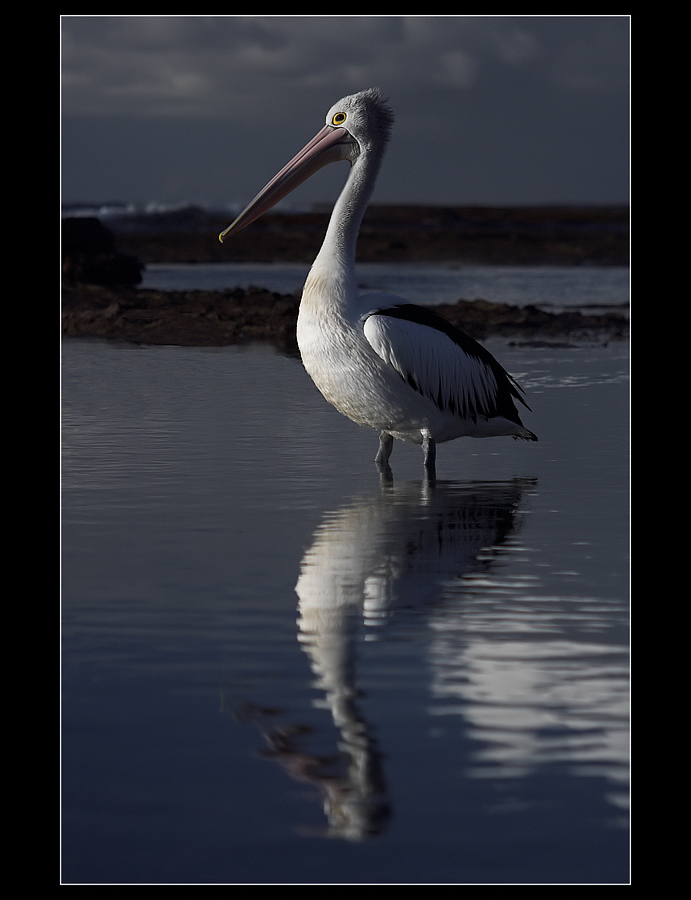 ~ Mirrored Pelican ~