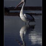 ~ Mirrored Pelican ~