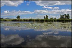 | mirrored skies |