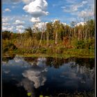 Mirrored Wetlands