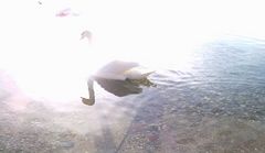 MIRRORED WHITE SWAN