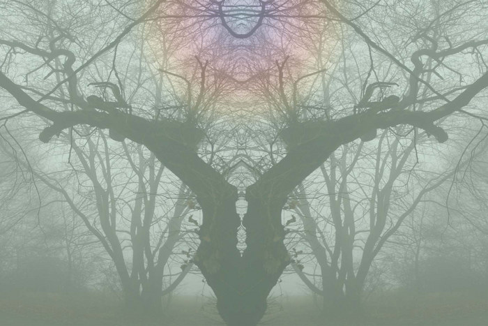 mirrortree in color