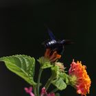 Mirto di Sardegna