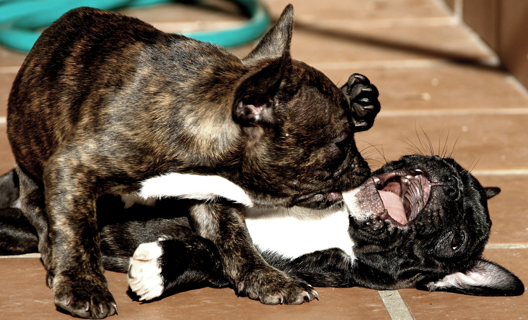 Mis bulldogs jugando