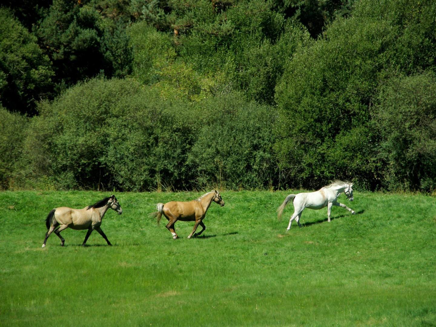 Mis Caballos