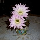 Mis cactus en flor (1)