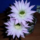 Mis cactus en flor (2)