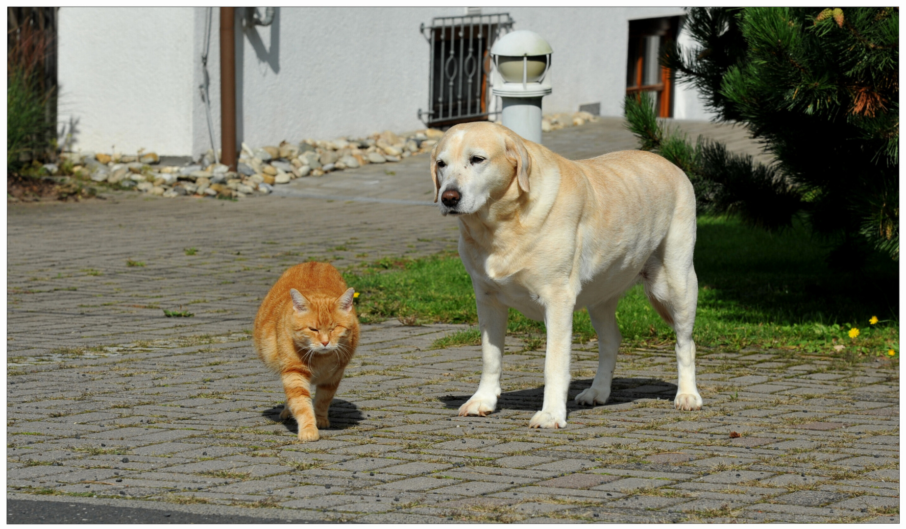 Mis dos amigos (Meine zwei Freunde)