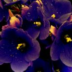 Mis flores preferidas, Las Violetas