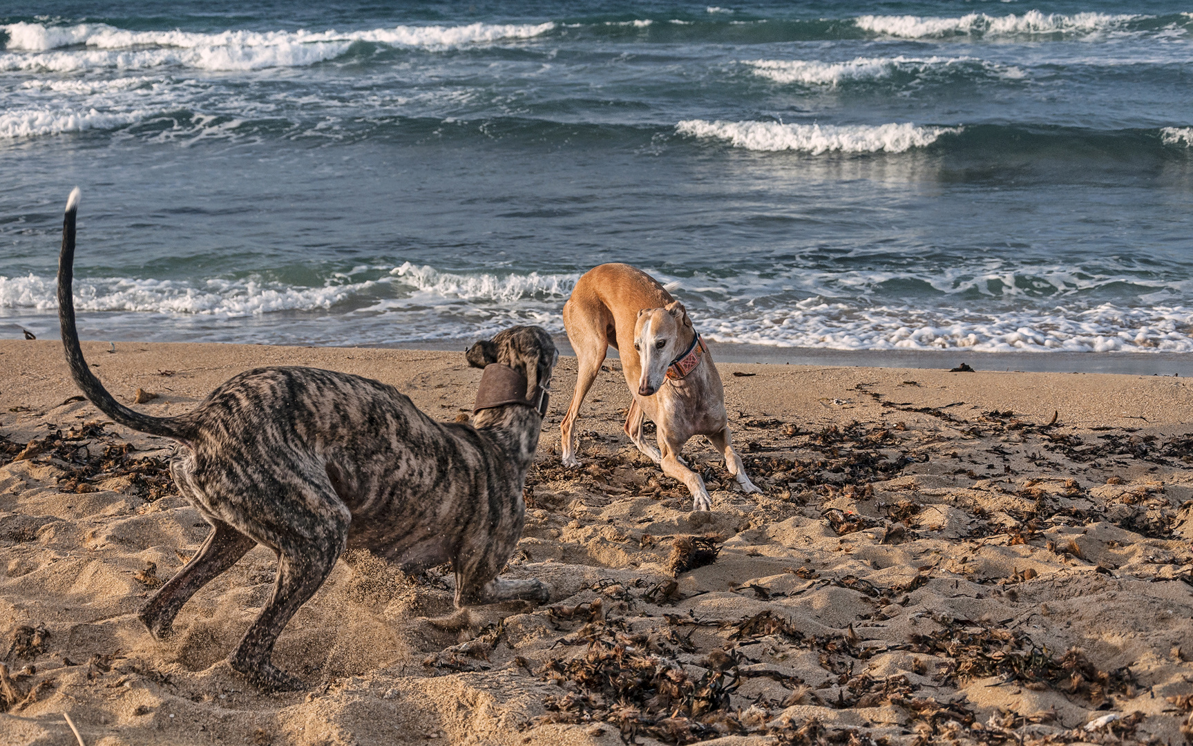 Mis galgos