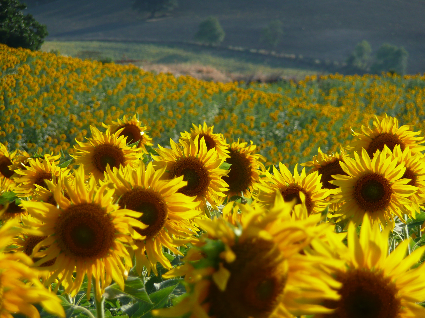 Mis girasoles