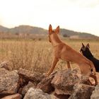 Mis guardianes y amigos