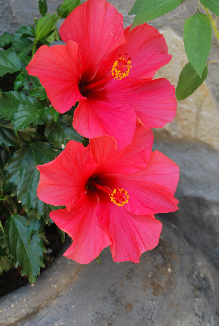 mis hibiscus esta mañana