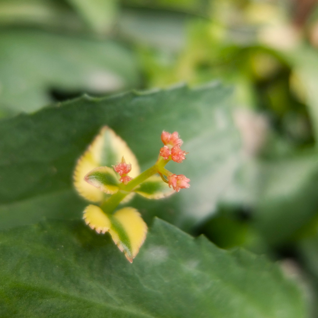 MIS PEQUEÑAS DEL JARDIN 